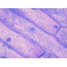 人包皮成纖維細(xì)胞；HFF